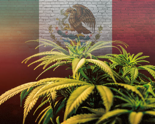Marihuana y bandera mexicana